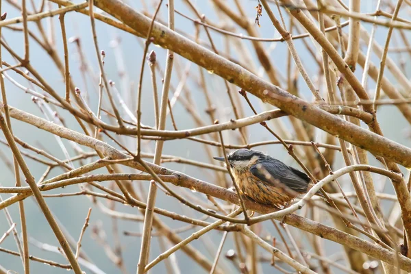 Mergulhando madeira euroasiática molhada Nuthatch pássaro em um ramo durante o — Fotografia de Stock