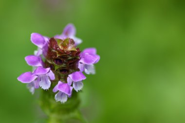 Yumuşak odak kendini iyileşmek iyileşmek tüm ve onun mor olarak bilinen bitki, 