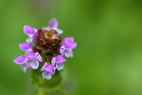 Mjukt fokus själv läka växt, känd som läker alla och dess lila — Stockfoto