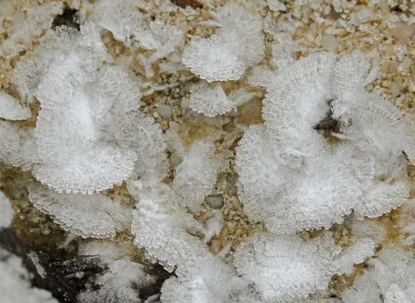 Küçük beyaz buz kristalleri çiçekleri ve yaprakları üzerinde groun şekillendirme — Stok fotoğraf
