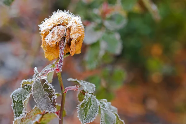 Petits cristaux de glace blanche se formant sur la vieille fleur de rose séchée dans le — Photo