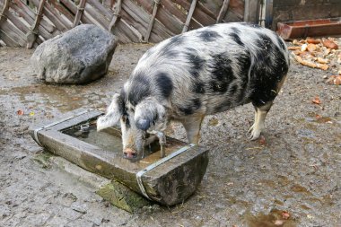 The Turopolje Pig, European white sow pig with black spots drink clipart