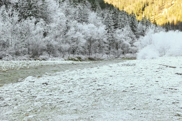 Árvores cobertas com gelo gelado ao longo do riacho — Fotografia de Stock