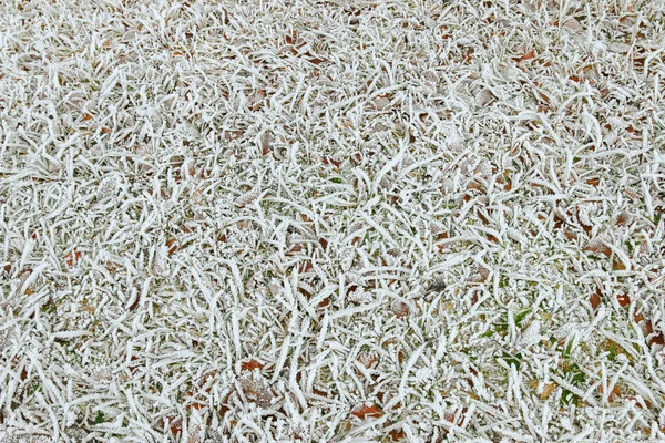 Witte ijskristallen vormen op gras en gedroogde bladeren — Stockfoto