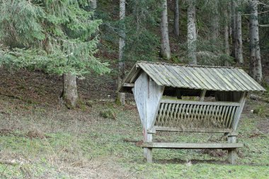 Bir yemlik geyikler için kışın orman içinde hazır gıda