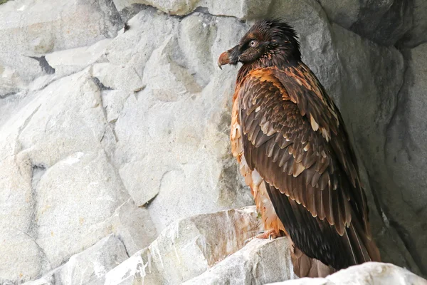 Бородатый стервятник (Gypaetus barbatus), хищная альпийская птица — стоковое фото