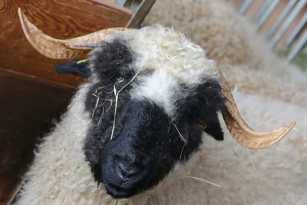 Valais Blacknose Ovinos originários da Suíça — Fotografia de Stock