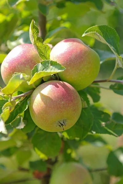 Organic apple tree with fruit at the orchard in Austria, Europe. — Stock Photo, Image