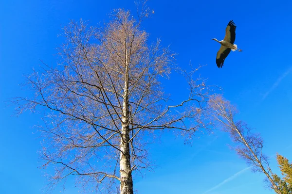 En stork fågel flyger nära stora trädet mot blå himmel — Stockfoto