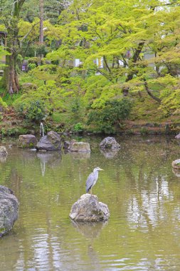 Maruyama Park, Kyoto, Japonya gölette poz balıkçıl