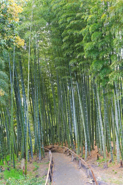 Tranquillo sentiero attraverso il verde boschetto di bambù al Tempio Kodai-ji di Kyoto, Giappone — Foto Stock