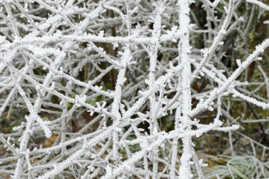 Hoarfrost in Rime'ı buz üzerinde ağaç dalı