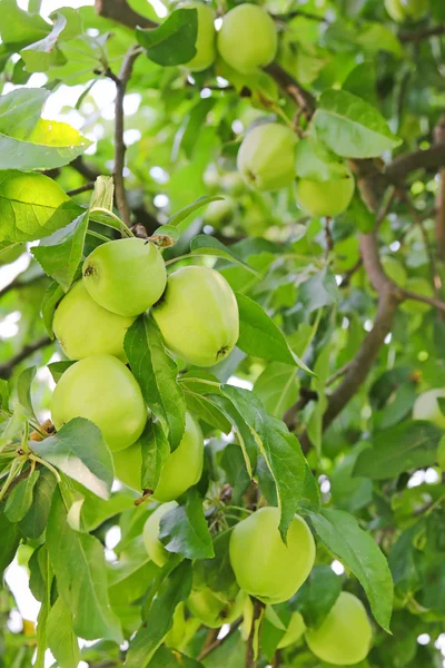 Organic green apple tree with fruit at the orchard in Austria — Stock Photo, Image