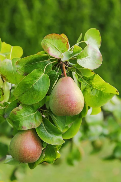 Pear tree with its fruit during summer season in Carinthia, Austria — Stock Photo, Image