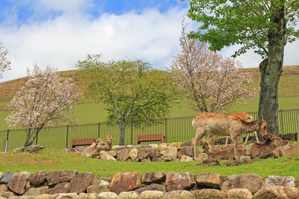 Cervos gelados no Parque Nara em liberdade durante a primavera no Japão — Fotografia de Stock