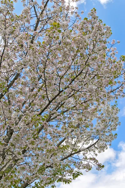 Sakura Cherry blossom flowers against blue sky during spring — Stock Photo, Image