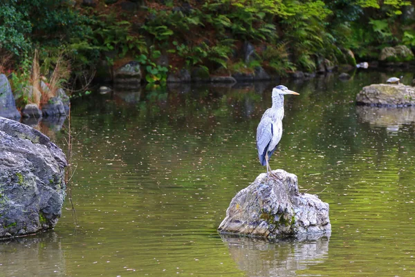 A heron posing on a stone above the pond during spring — Stock Photo, Image