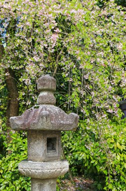 Japon fener Sakura kiraz çiçeği ağaçların altında taş