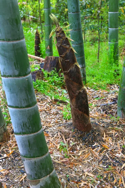 Brote de bambú (brote de bambú) en el suelo en el bosque de bambú — Foto de Stock