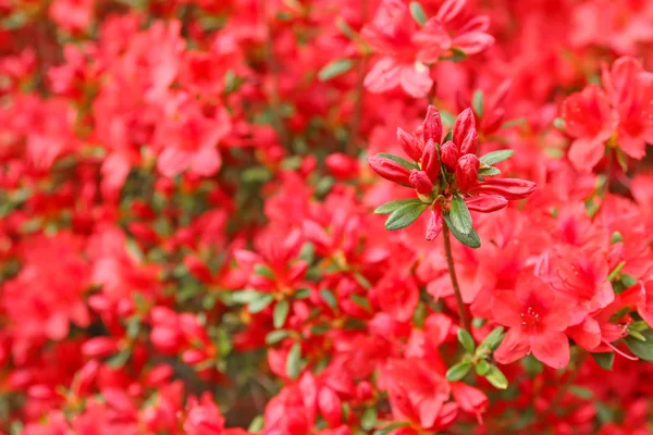 Azalea japonica fiori rossi pronti a fiorire in primavera — Foto Stock