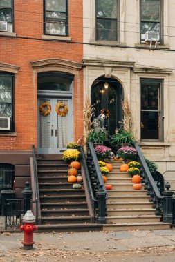 Brownstone basamaklarında canlı balkabakları ve canlı çiçekler, canlı bir şehirde sonbaharı kutluyorlar..