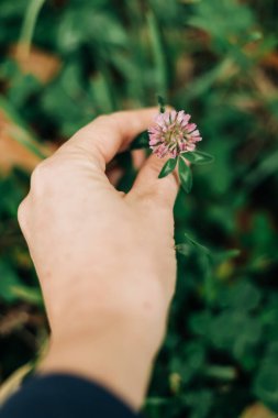 Bir insan gün ışığında yemyeşil bir çimenlikle çevrili pembe yonca çiçeğini nazikçe tutar..