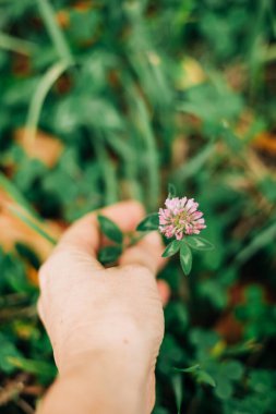 Bir el nazikçe çiçek açmış bir yoncayı tutuyor parlak bir öğleden sonra taze çimlerle çevrili..