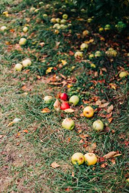 Kırmızı ve yeşil elmalar, güneşli bir sonbahar gününde bir meyve bahçesinde düşen yapraklarla çevrili olarak yerde yatıyorlardı..