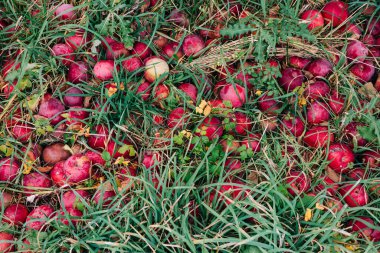 Parlak kırmızı elmalar yeşil çimlerle çevrili zemini kaplar ve huzurlu bir meyve bahçesinde düşen sonbahar yaprakları..