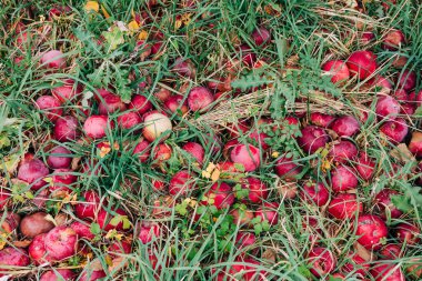 Red apples cover the ground amidst tall grass, showing the bounty of a fruitful harvest on a sunny day.