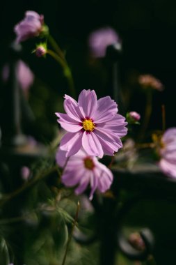 Pembe çiçekler, güneşli bir günde bahçe sahnesine renk katarak, karanlık bir arkaplanda göze çarpar..