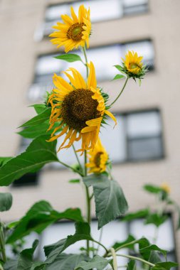 Ayçiçekleri bir şehir bahçesinde parlıyor, parlak sarı yaprakları ve yeşil yaprakları şehir manzarasıyla çelişiyor..