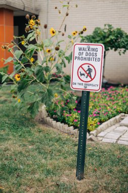 Açık bir işaret, ayçiçekleri ve çiçek açan bitkilerle çevrili köpek gezdirmenin yasak olduğu bahçe alanını gösteriyor..