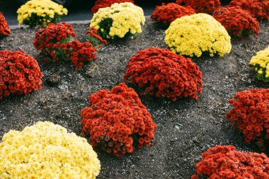 Renkli kırmızı, sarı ve turuncu çiçek kümeleri bu sonbaharda bir halk bahçesinde çarpıcı bir ekran oluşturuyor..