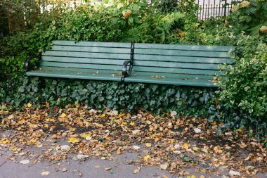 Düşen yaprakların ve yemyeşil yeşilliklerin arasında tek başına oturan bir bank parkta huzurlu bir atmosfer yaratıyor..