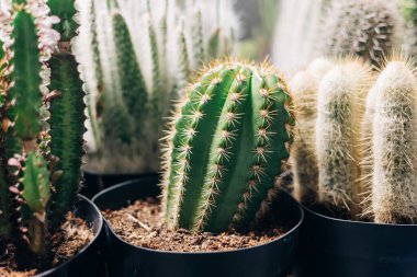 Tenceredeki kaktüsler canlı yeşiller ve kapalı bir bahçede eşsiz dikenler sergiliyor..