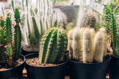 Bir bahçe merkezindeki siyah kaplarda birden fazla kaktüs türü sergilenir, eşsiz şekiller ve dokular sergilenir..