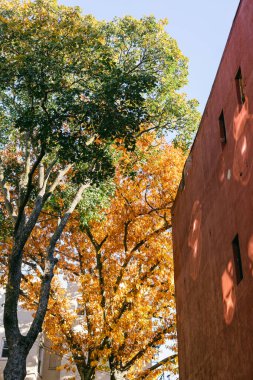 Ağaçlardaki parlak sarı ve turuncu yapraklar açık mavi gökyüzünün altındaki kırmızı bir duvarla tezat oluşturuyor..