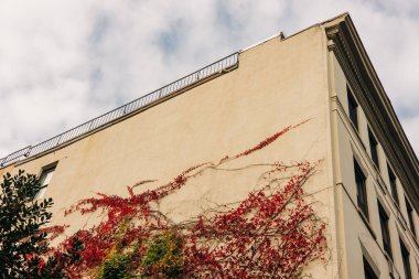 Şehir ortamında bulutlu bir günde çatısı olan bir binanın kenarını parlak kırmızı sarmaşık kaplar..
