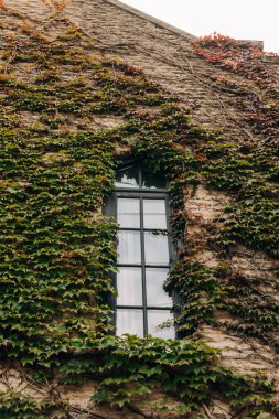 Tırmanış sarmaşığı taş cepheyi kaplıyor, serin bir sonbahar gününde gotik bir pencereyi çerçeveliyor.