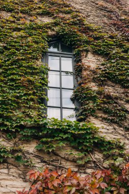 Taş bir duvarda canlı sarmaşık büyür, eski bir pencereyi çerçeveler, sakin bir öğleden sonra sonbahar renklerini sergiler..