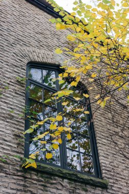 Parlak sarı yapraklar, sonbaharda taş bir binanın koyu bir penceresinin etrafını sararak huzurlu ve manzaralı bir manzara yaratıyor..