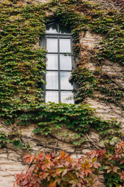 Ivy, huzurlu bir öğleden sonra boyunca bulutları yansıtan bir pencerenin yanındaki eski taş duvara tırmanır..