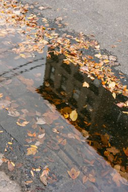 Parlak sonbahar yaprakları, sonbahar boyunca sessiz bir şehir caddesindeki yakın bir binayı yansıtan suda süzülür..