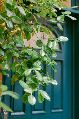 Koyu mavi bir kapının üzerinde canlı yeşil yapraklar çağlayarak büyüleyici bir mahallede huzurlu bir giriş manzarası yaratıyor..