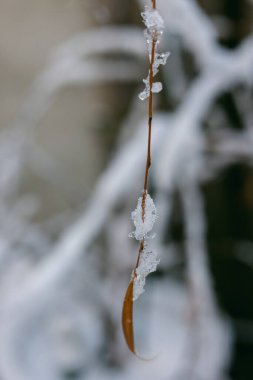 Ağaçlarla çevrili bir kış sahnesinde buz kristalleriyle asılı bir yaprak ve soğuk bir zemin..