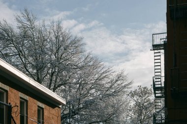 Kar, kışın bulutlu bir gökyüzünün altındaki kırmızı tuğla binaların yanındaki ağaç dallarını kaplıyor..