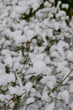 Yapraklı dallar kış boyunca bir bahçede kalın bir beyaz kar tabakasıyla kaplıdır. Güneş ışığı sönük.