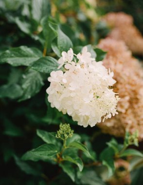 Beyaz ortanca çiçekleri, yaz öğleden sonra yeşil yaprakların arasında çiçek açar..