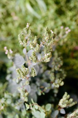 Güneşli bir günde, küçük çiçekli birkaç küçük yeşil bitki doğal bir ortamda görülebilir..